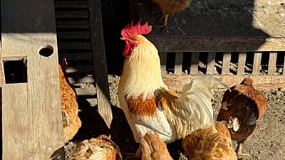 Geflügelfabriken befeuern die Ausbreitung von Durchfallerregern.