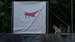 A cat sits next to a banner showing the division of Cyprus at the UN buffer zone in the divided Nicosia on 17 July 2025