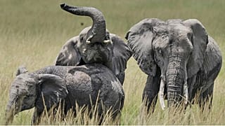 Kenya probes death of 15 elephants at Amboseli park
