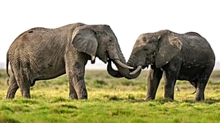 Kenya : une enquête ouverte sur la mort de 15 éléphants dans le parc d'Amboseli