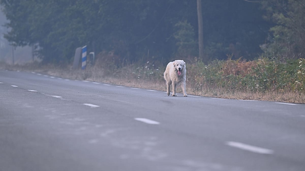 France veterinary team treats pets of wildfire evacuees