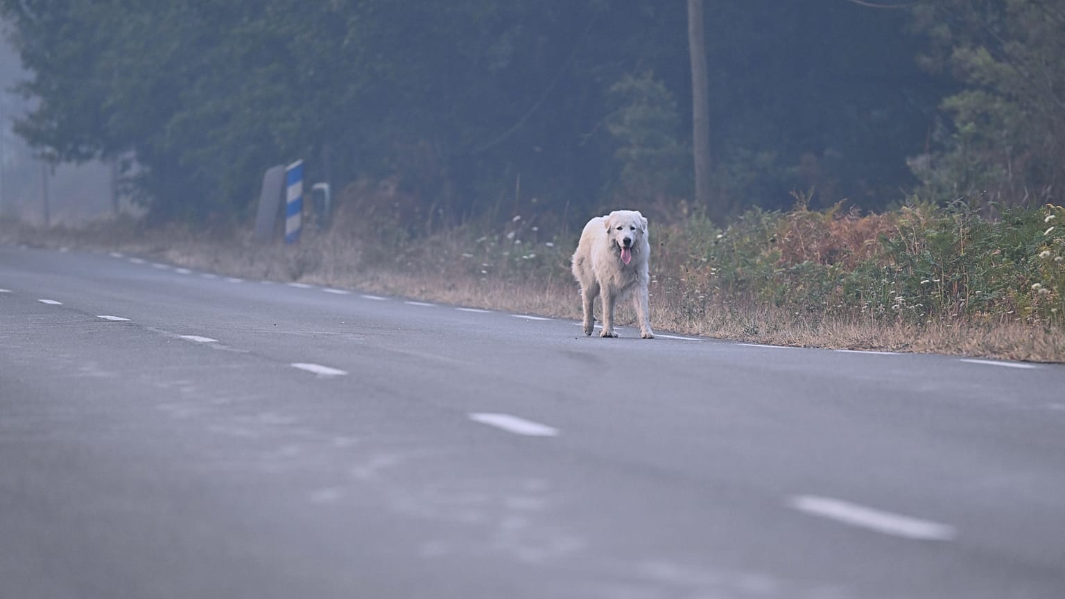 Un perro surge entre el humo en una carretera solitaria cerca de incendios forestales en Marcheprime, cerca de Burdeos, Francia, el domingo 26 de julio de 2026.