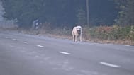 Un cane emerge dal fumo su una strada deserta vicino agli incendi boschivi in corso nei pressi di Marcheprime, alla periferia di Bordeaux, Francia, domenica 26 luglio 2026.