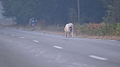 Un perro surge entre el humo en una carretera solitaria cerca de incendios forestales en Marcheprime, cerca de Burdeos, Francia, el domingo 26 de julio de 2026.