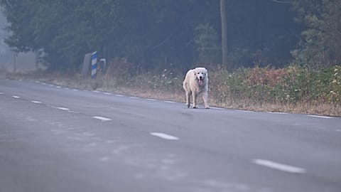 Un perro surge entre el humo en una carretera solitaria cerca de incendios forestales en Marcheprime, cerca de Burdeos, Francia, el domingo 26 de julio de 2026.