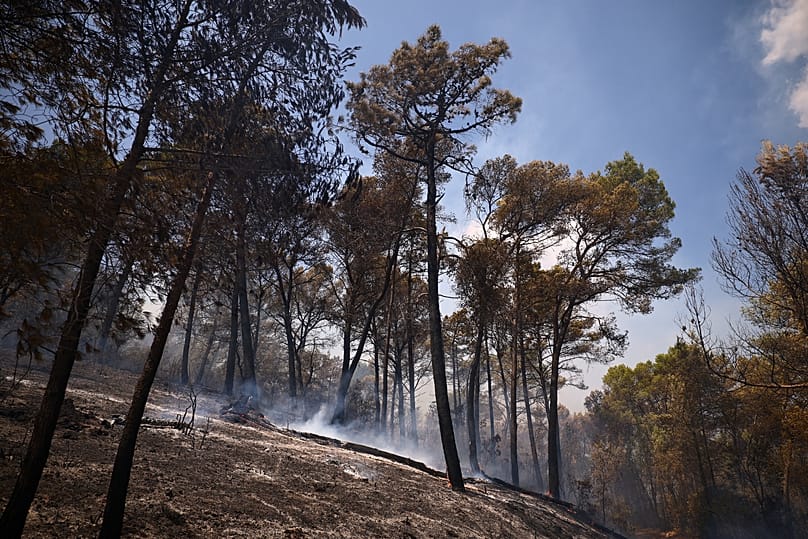 Archive - Les flammes ravagent la végétation et les troncs d'arbres lors de l'incendie à Cotignac, en France, ce mercredi 22 juillet 2026.