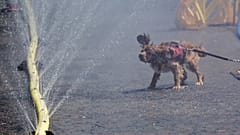 Cão sacode a água junto a uma fonte em Rudolfplatz, Colónia, Alemanha, durante a campanha municipal “Cooling Cologne”, sexta-feira, 26 de junho de 2026