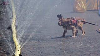 A dog shakes off water near a fountain at Rudolfplatz in Cologne, Germany, during the city's 'Cooling Cologne' campaign, Friday, June 26, 2026.