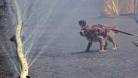 Egy kutya lerázza magáról a vizet egy szökőkút közelében a kölni Rudolfplatzon Németországban, a város „Cooling Cologne” kampányának keretében 2026. június 26-án, pénteken.