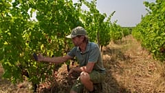 Enólogo Edouard Le Grix de la Salle cuida das vinhas da propriedade familiar Grand Verdus, em Sadirac, na região de Bordéus, sudoeste de França.