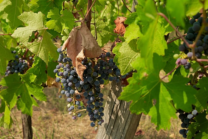 Grapes hang in a vineyard on the Grand Verdus wine estate in Sadirac, southwestern France's Bordeaux region.