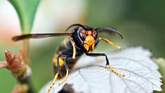 Die Asiatische Hornisse hält Einzug in Deutschland. Ihre Verbreitung gilt inzwischen als etabliert, doch die Art ist invasiv.