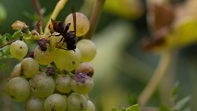 Asiatische Hornissen können die Weinernte beeinträchtigen, wenn sie in großer Zahl die Trauben anknabbern.