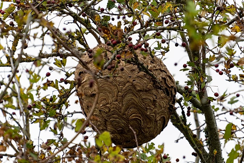 Im Hochsommer zieht die Asiatische Hornisse um in die Baumkronen.