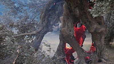 ARŞİV: 29 Temmuz 2026 Çarşamba, Yunanistan'ın Girit adasındaki Rethymno'da çıkan orman yangını sırasında bir zeytin ağacının içinde közler tütüyor; iki itfaiyeci öldü.