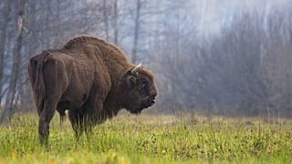 Archiv: Ein Wisent weidet im Białowieża-Wald im Osten Polens, Oktober 2013.