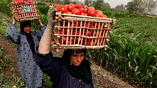 Soudan : la guerre et les tensions régionales menacent l'agriculture