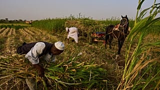 Soudan : la guerre et les tensions régionales menacent l'agriculture