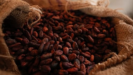Ghana : la production de cacao pourrait chuter de 16 % en 2026-2027