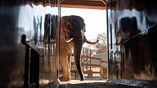 Campaigners demand sanctuary for Johannesburg Zoo elephants