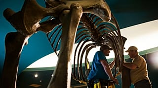 Resti di un mammut lanoso nel museo di storia naturale di Washington