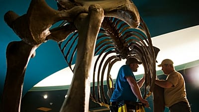 Remains of a woolly mammoth at the natural history museum in Washington
