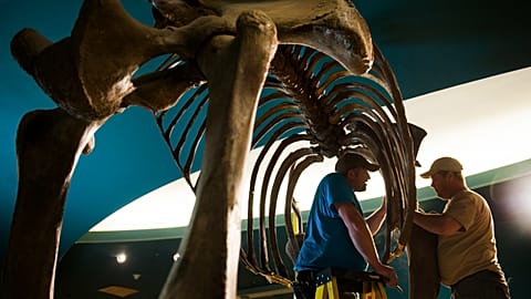 Remains of a woolly mammoth at the natural history museum in Washington