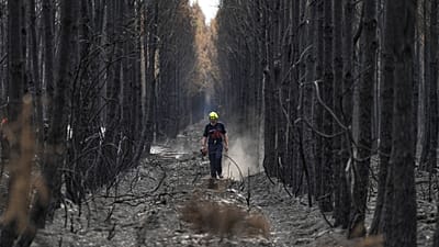 Un pompier traverse une forêt calcinée près de Blagon, en pleine lutte contre les incendies, dans le sud-ouest de la France, vendredi 31 juillet 2026.