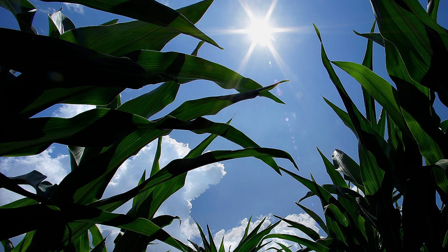 Maisernte unter Sommerhitze im US-Bundesstaat Illinois, Juli 2013 