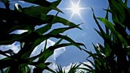 Maisernte unter Sommerhitze im US-Bundesstaat Illinois, Juli 2013 