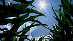 Maisernte unter Sommerhitze im US-Bundesstaat Illinois, Juli 2013 