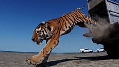 First tiger released into Kazakhstan’s wild after more than 70 years since the extinction of the Turan tiger.