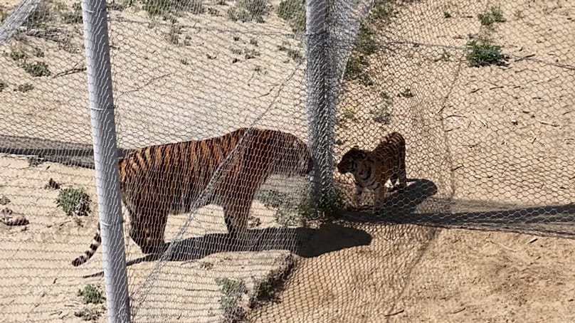 A total of four Amur tigers were relocated to Kazakhstan from the Russian city of Khabarovsk in May, 28 May 2026.