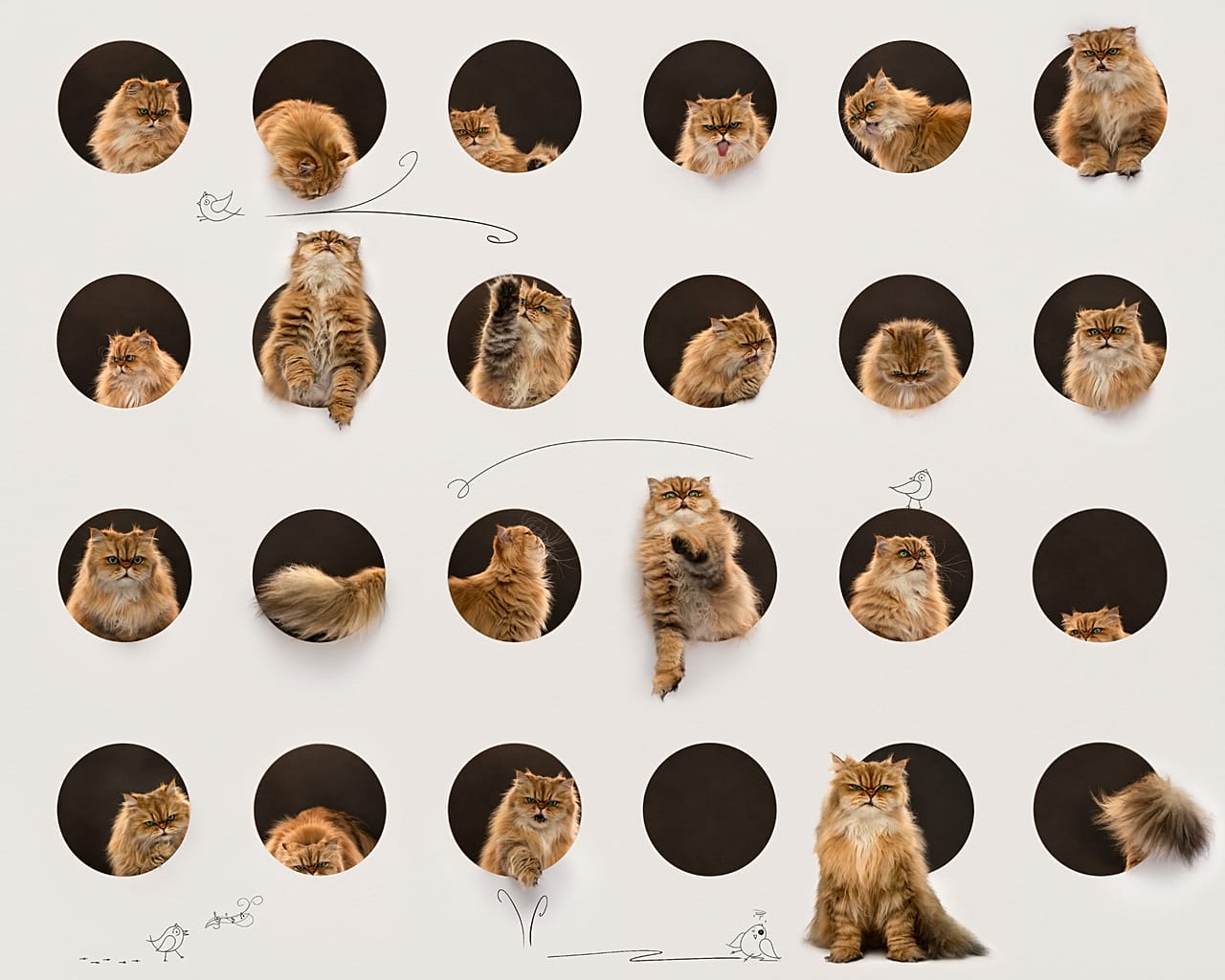 Belinda Richards' mosaic of the cat Moosha won the Feline Portrait category