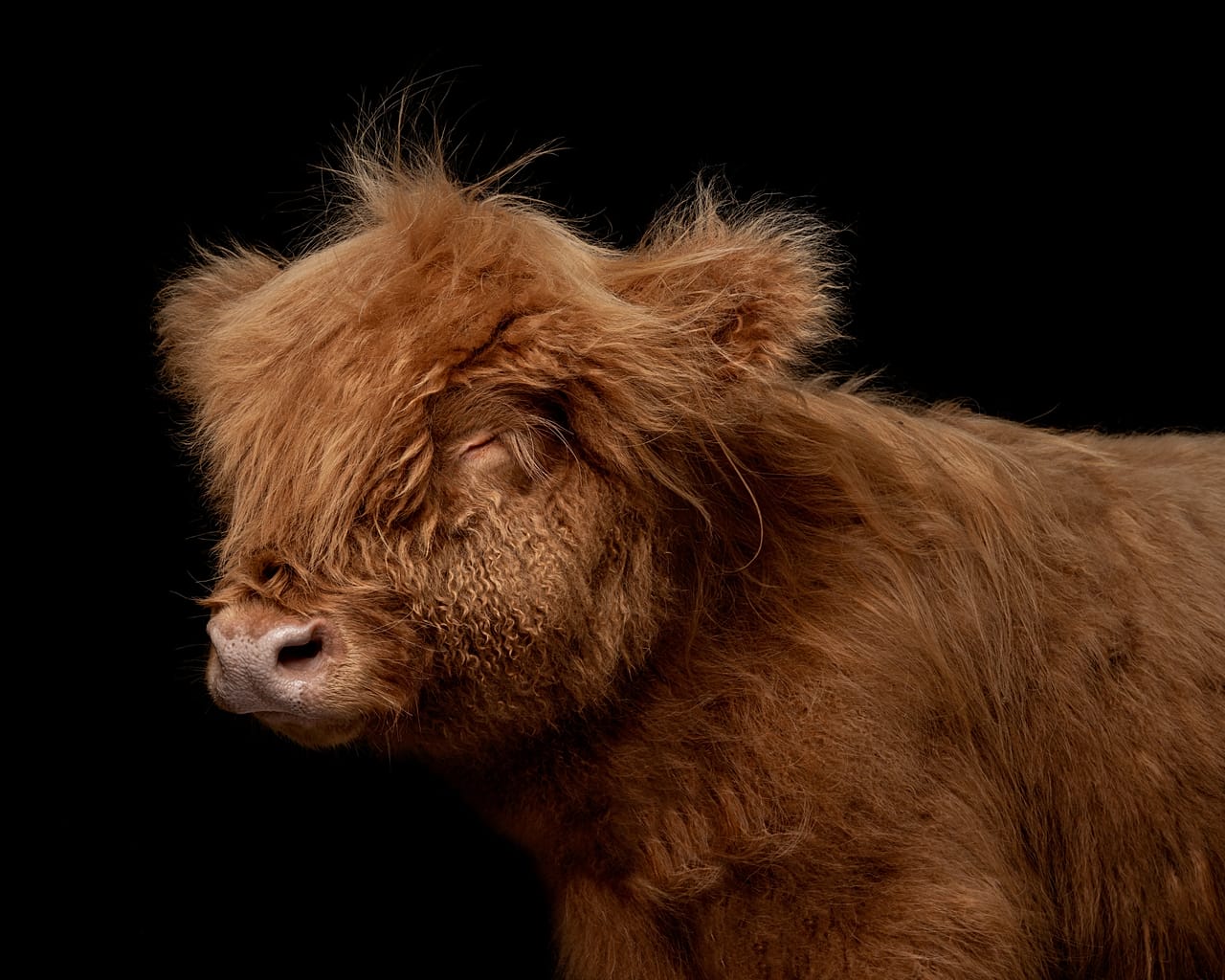 Jennifer Chassagnol's Open category portfolio includes this close-up of a calf with stylish bangs   