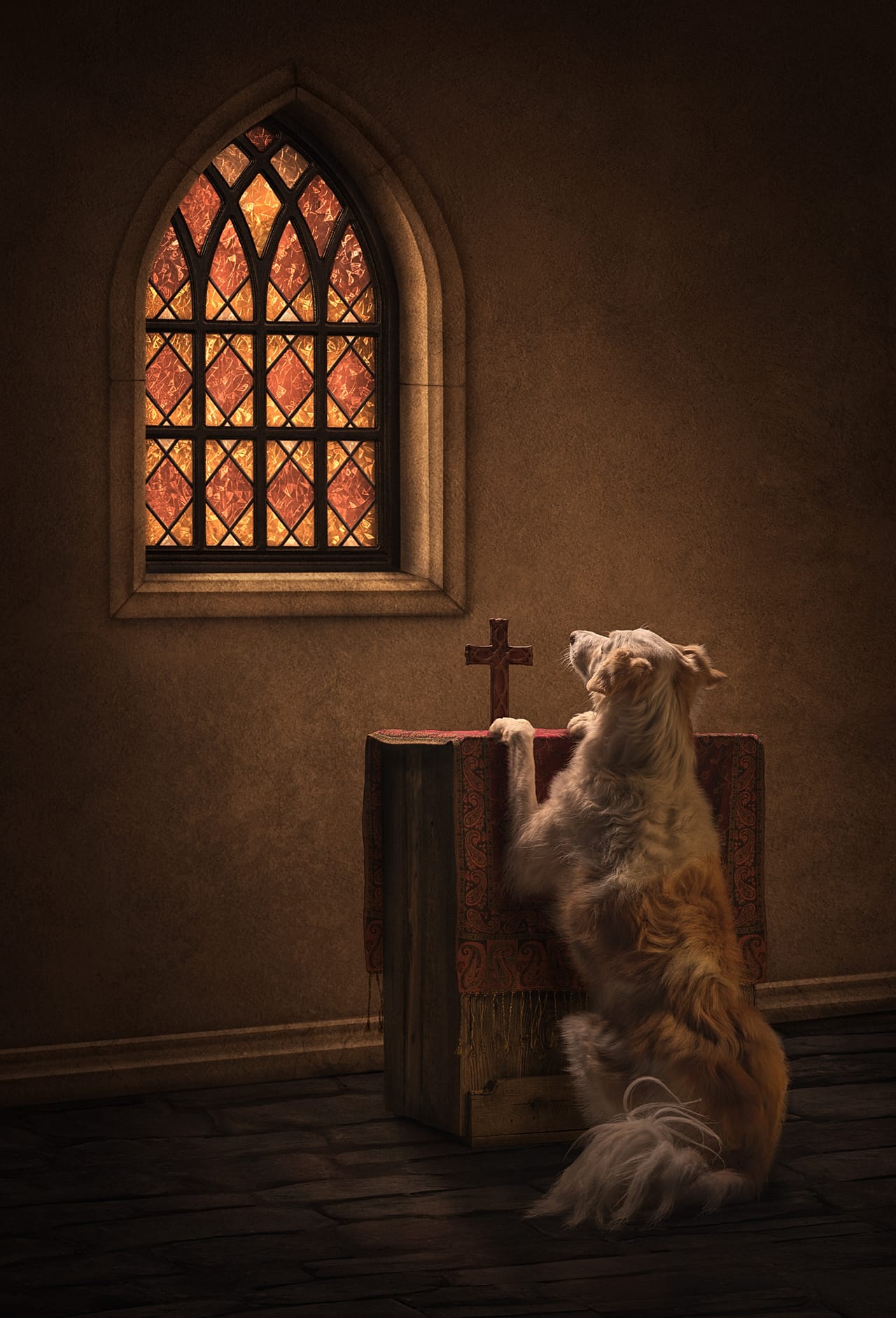 Callie Soden's 'Amazing Grace' helped earn her Pet Photographer of the Year honours
