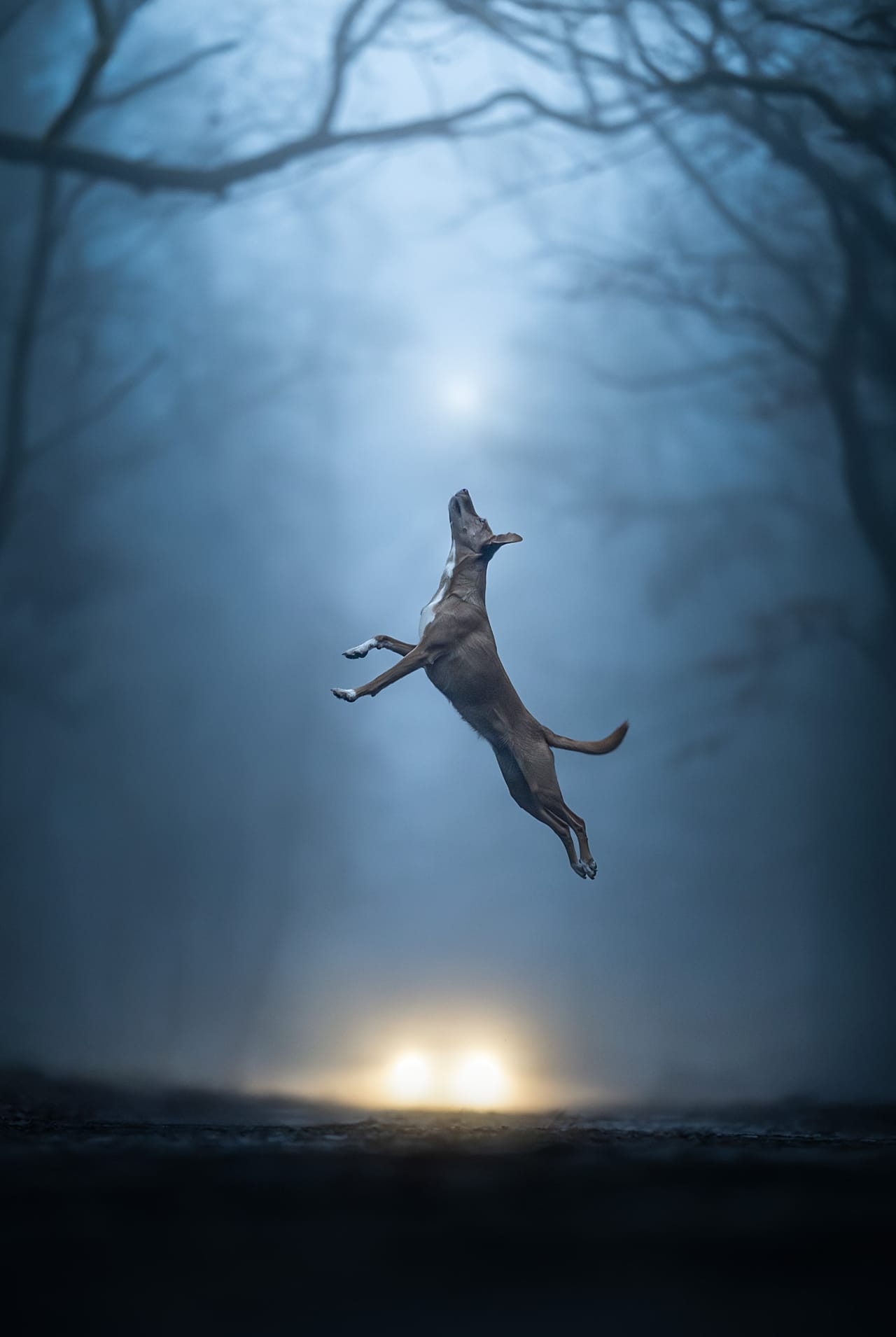 This shot of Linda Glomb's rescue dog cemented her win in the Action category