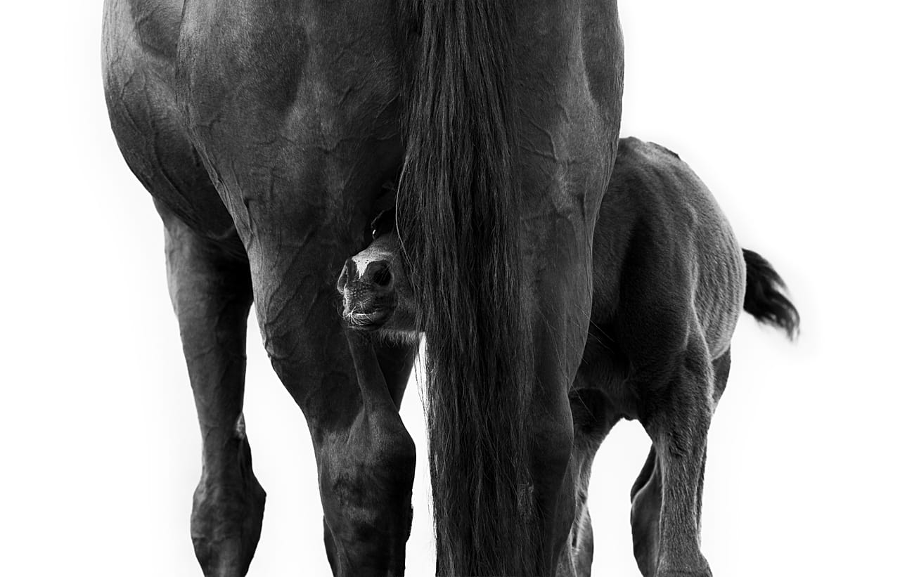 Looking for "honest moments and genuine emotion," Laura Brockhoff won the Equine Portrait category