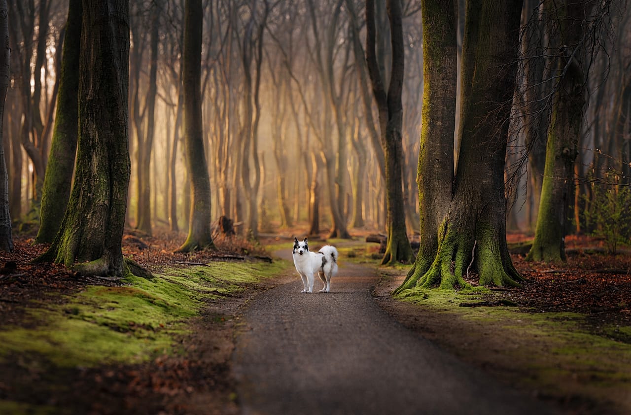 Mark Vandijck won the Canine Portrait category with his sweeping shots of dogs in nature 