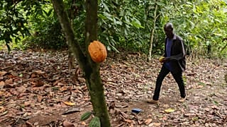 Ghana : jusqu'à 20 ans de prison pour protéger les plantations de cacao