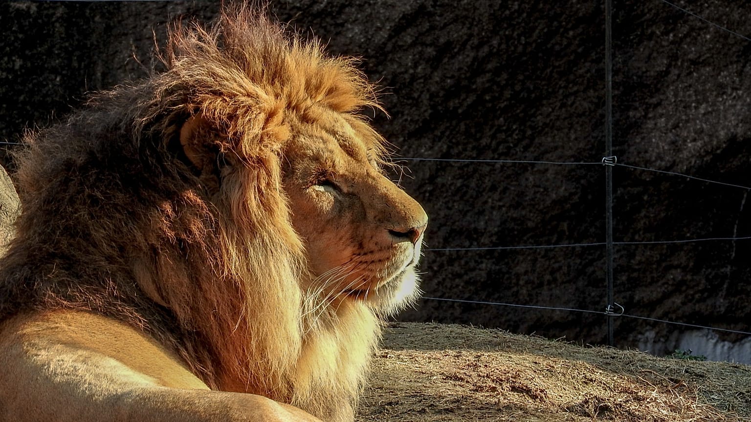 A lion at Tennoji zoo, 31 January, 2016