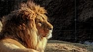 A lion at Tennoji zoo, 31 January, 2016