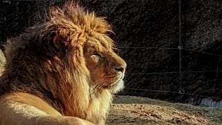 A lion at Tennoji zoo, 31 January, 2016