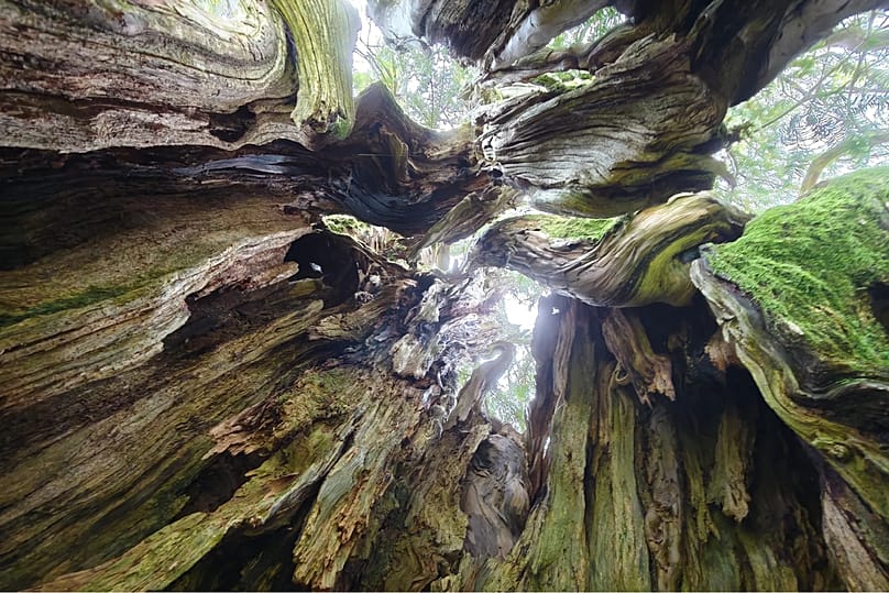 1.000 Jahre gewachsen: Eibe auf einer Wiese im Allgäu