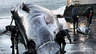Workers cut up a large fin whale in Hvalfjordur, 22 October, 2006