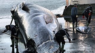Workers cut up a large fin whale in Hvalfjordur, 22 October, 2006