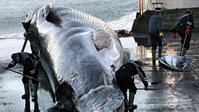 Des ouvriers découpent un grand rorqual commun à Hvalfjordur, le 22 octobre 2006