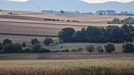Des champs de maïs complètement asséchés dans le Kochersberg, près de Strasbourg, dans l'est de la France, le dimanche 28 août 2022