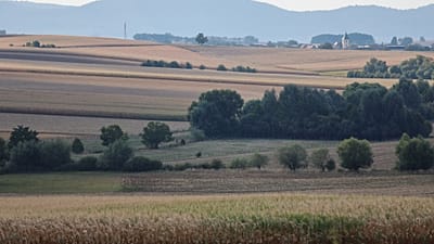 Des champs de maïs complètement asséchés dans le Kochersberg, près de Strasbourg, dans l'est de la France, le dimanche 28 août 2022