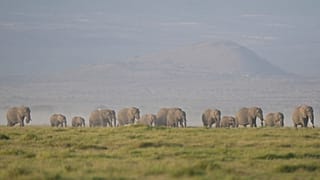 Kenya : des pesticides soupçonnés d'avoir tué quinze éléphants